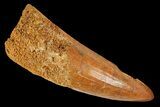 Cretaceous Fossil Crocodile Tooth - Morocco #163820-1